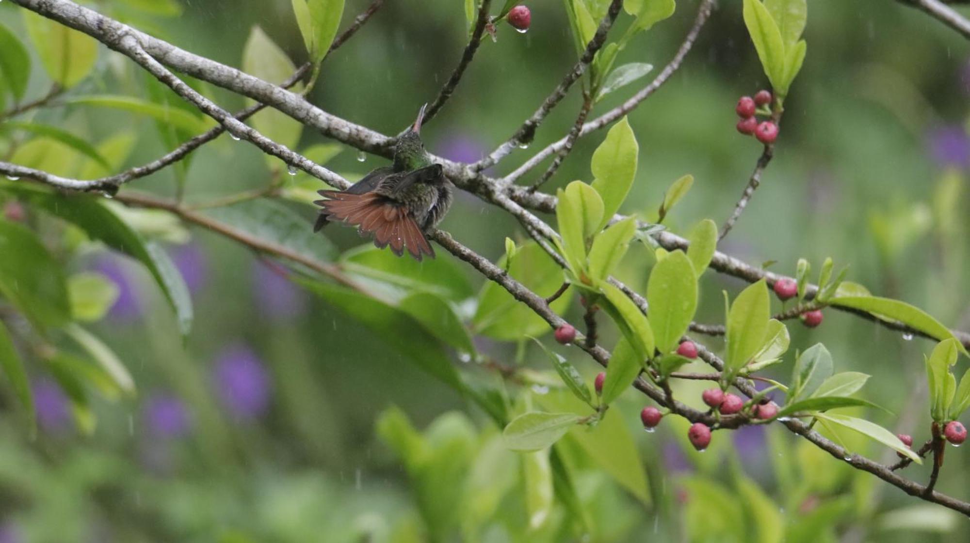 Aves De Tierras Altas Villa Бихагуа Екстериор снимка